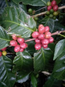 The Role Of Bloom In Pour Over