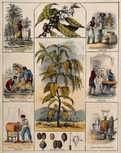 The Role Of Variety Bourbon Versus Typica