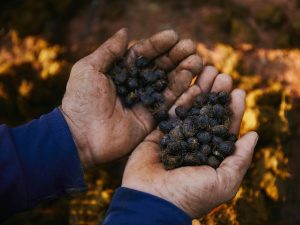 Descaling And Maintaining Your Espresso Machine